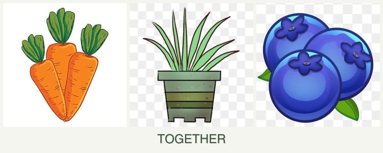 Can you plant carrots, lemongrass and blueberries together?