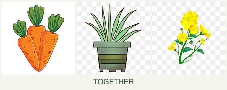 Can you plant carrots, lemongrass and calendula together?