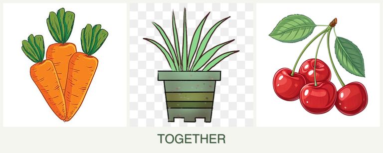 Can you plant carrots, lemongrass and cherries together?