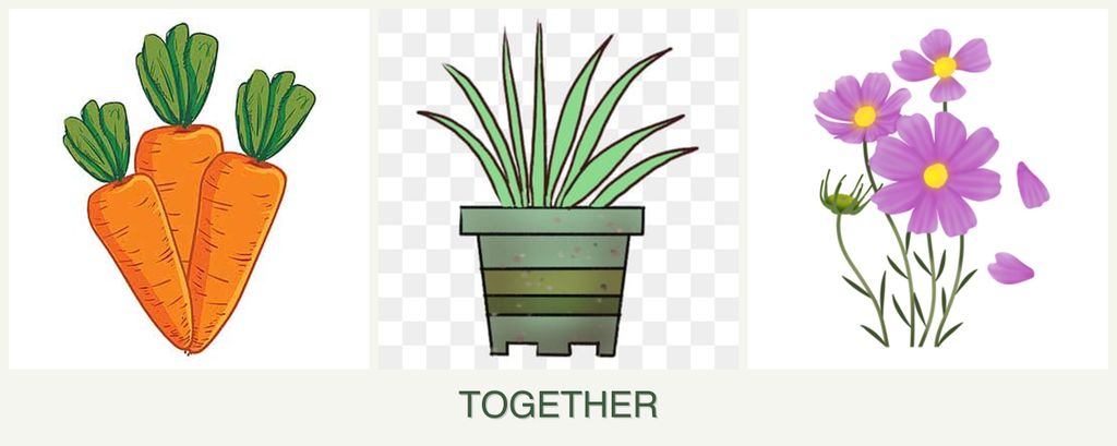 Can you plant carrots, lemongrass and cosmos together?
