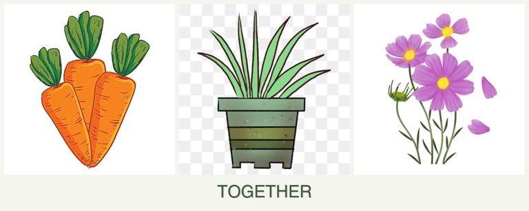 Can you plant carrots, lemongrass and cosmos together?