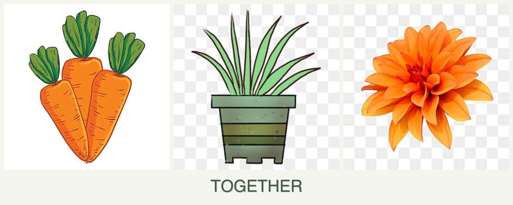 Can you plant carrots, lemongrass and dahlias together?