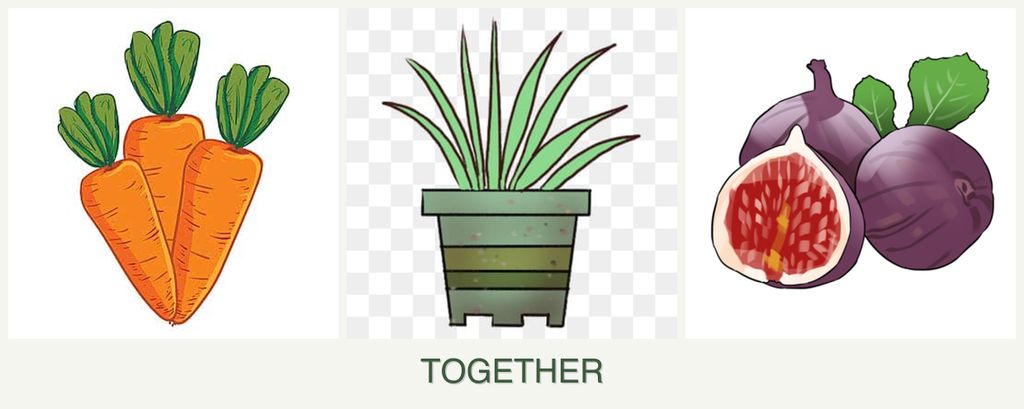 Can you plant carrots, lemongrass and figs together?