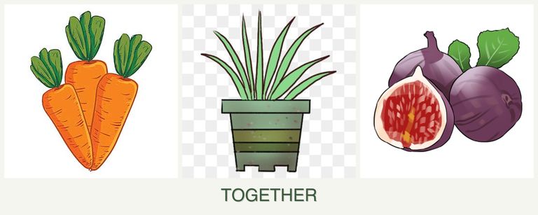 Can you plant carrots, lemongrass and figs together?