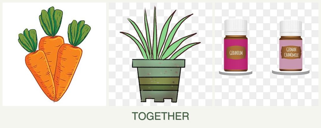 Can you plant carrots, lemongrass and geraniums together?