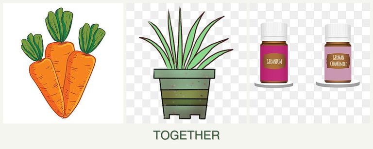 Can you plant carrots, lemongrass and geraniums together?