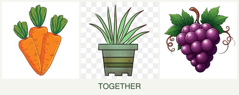 Can you plant carrots, lemongrass and grapes together?