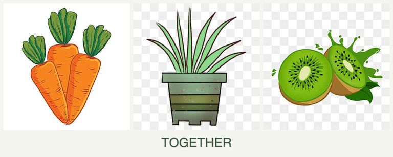 Can you plant carrots, lemongrass and kiwi together?