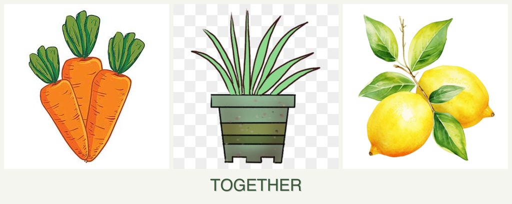 Can you plant carrots, lemongrass and lemons together?