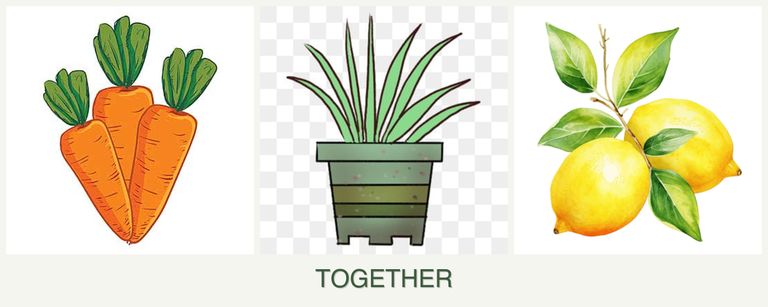 Can you plant carrots, lemongrass and lemons together?