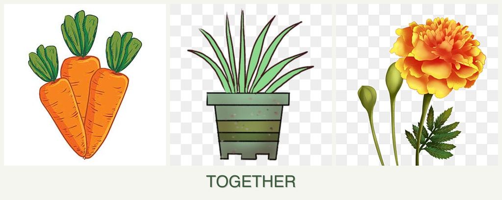 Can you plant carrots, lemongrass and marigolds together?