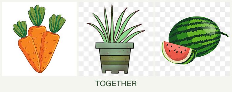 Can you plant carrots, lemongrass and melons together?