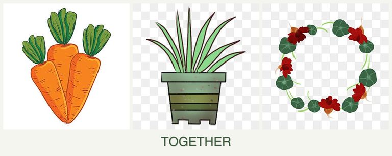 Can you plant carrots, lemongrass and nasturtiums together?