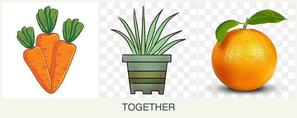 Can you plant carrots, lemongrass and oranges together?