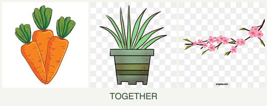 Can you plant carrots, lemongrass and peaches together?