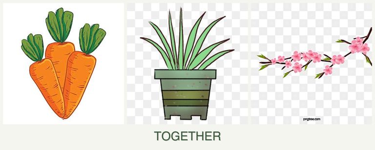 Can you plant carrots, lemongrass and peaches together?
