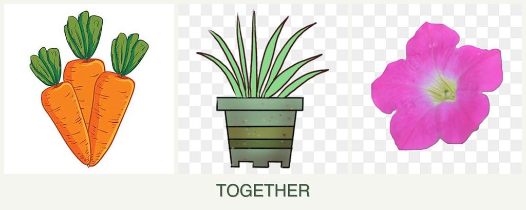 Can you plant carrots, lemongrass and petunias together?