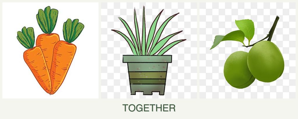 Can you plant carrots, lemongrass and plums together?