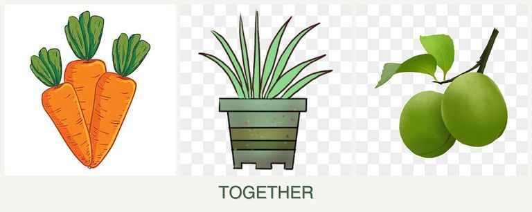 Can you plant carrots, lemongrass and plums together?