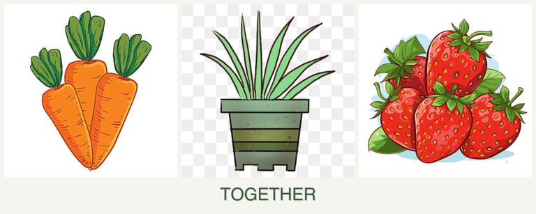 Can you plant carrots, lemongrass and strawberries together?