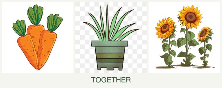 Can you plant carrots, lemongrass and sunflowers together?