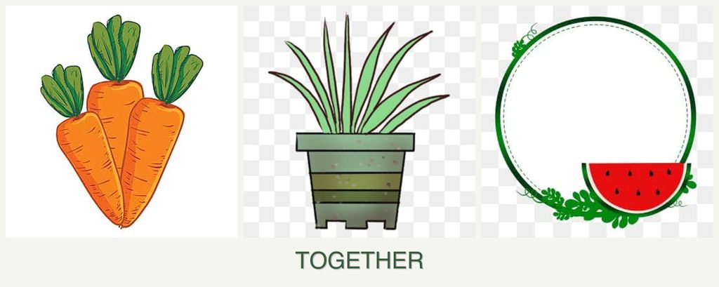 Can you plant carrots, lemongrass and watermelons together?