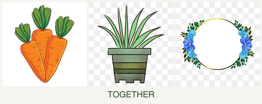 Can you plant carrots, lemongrass and zinnias together?