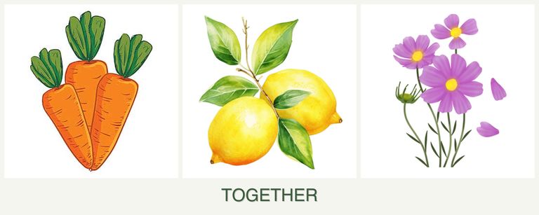 Can you plant carrots, lemons and cosmos together?