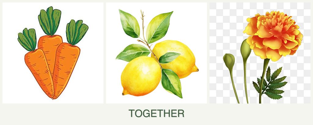 Can you plant carrots, lemons and marigolds together?