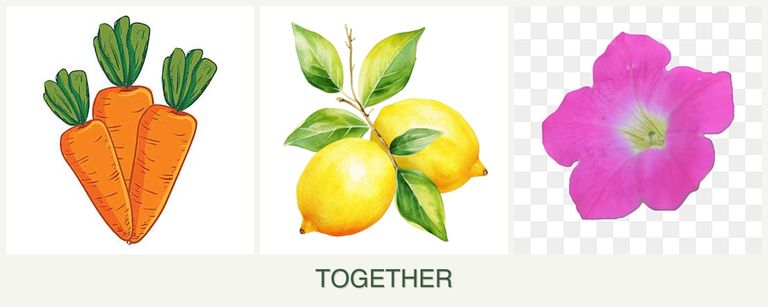 Can you plant carrots, lemons and petunias together?