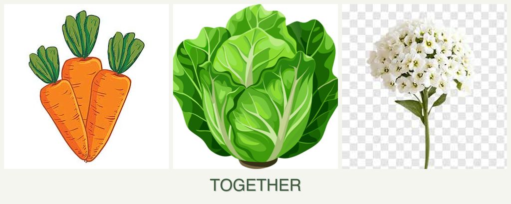 Can you plant carrots, lettuce and alyssum together?