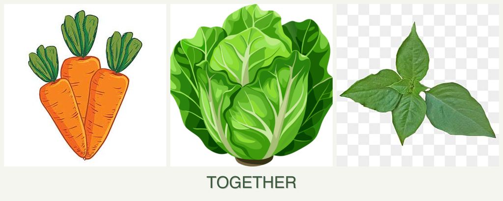 Can you plant carrots, lettuce and basil together?