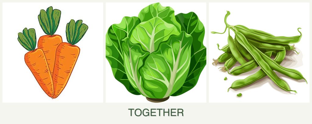 Can you plant carrots, lettuce and beans together?