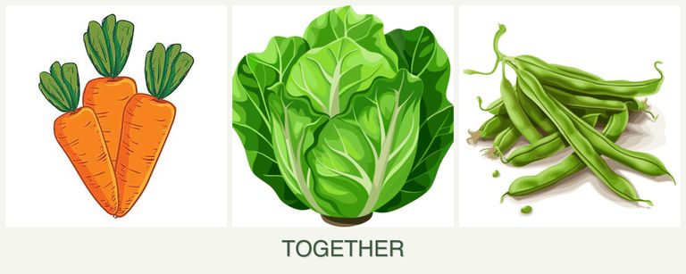 Can you plant carrots, lettuce and beans together?