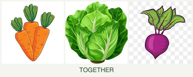 Can you plant carrots, lettuce and beets together?
