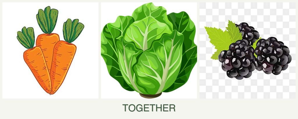 Can you plant carrots, lettuce and blackberries together?