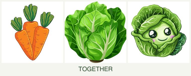 Can you plant carrots, lettuce and cabbage together?