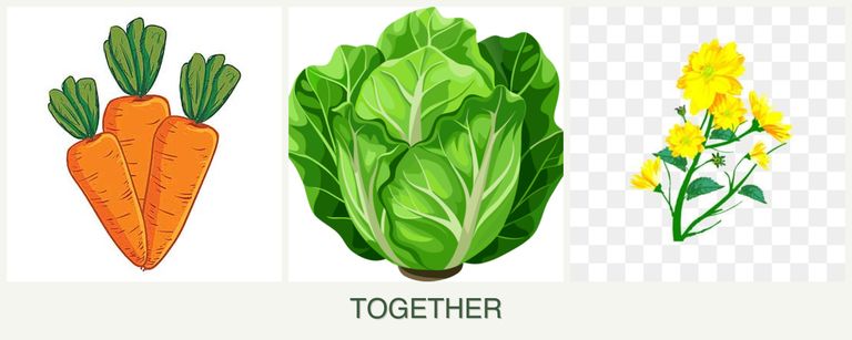 Can you plant carrots, lettuce and calendula together?