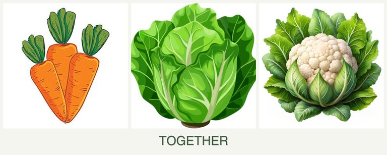 Can you plant carrots, lettuce and cauliflower together?