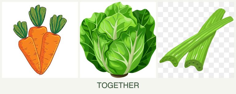 Can you plant carrots, lettuce and celery together?