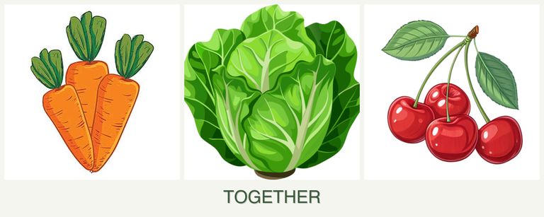 Can you plant carrots, lettuce and cherries together?