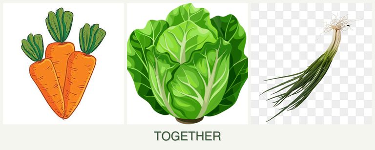 Can you plant carrots, lettuce and chives together?