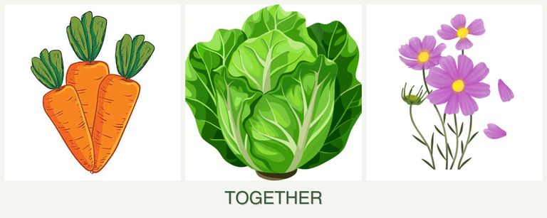 Can you plant carrots, lettuce and cosmos together?