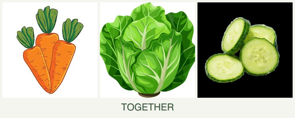 Can you plant carrots, lettuce and cucumbers together?