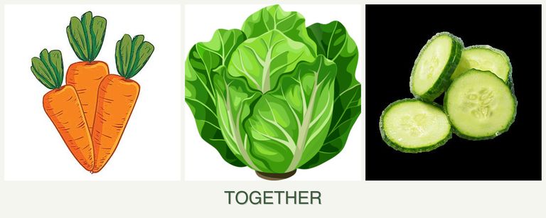 Can you plant carrots, lettuce and cucumbers together?