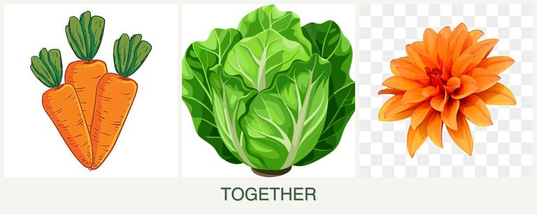 Can you plant carrots, lettuce and dahlias together?