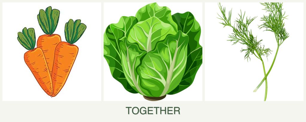 Can you plant carrots, lettuce and dill together?