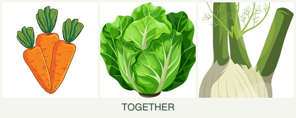 Can you plant carrots, lettuce and fennel together?