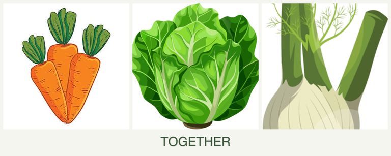 Can you plant carrots, lettuce and fennel together?
