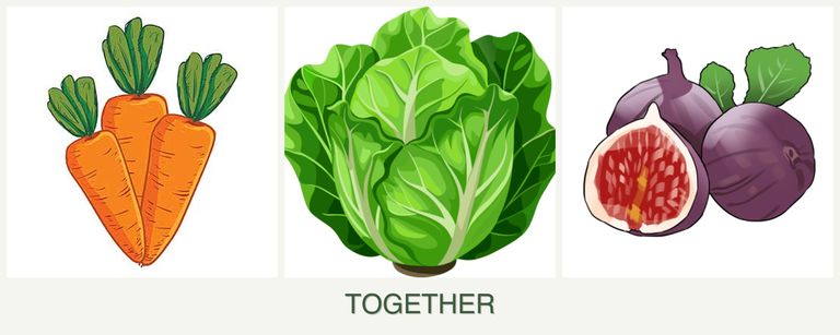 Can you plant carrots, lettuce and figs together?
